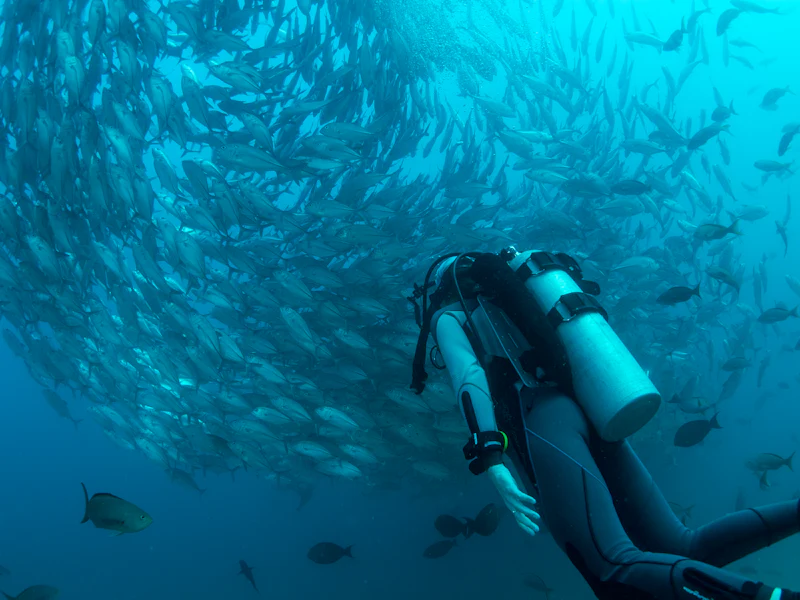 A diver below a huge school of fish