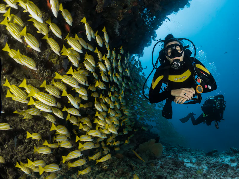 Divers beside a wall of yellow fish