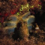 octopus malta diving